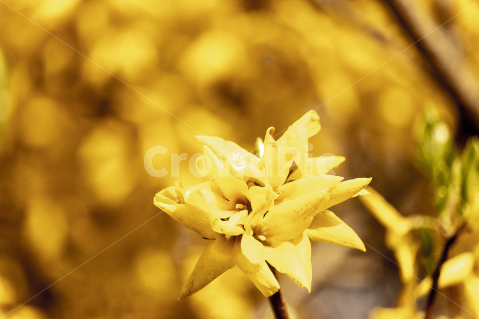 개나리,개나리꽃,노란개나리,forsythia,봄개나리꽃,봄,계절,spring,season,식물,자연,plants,nature,꽃,flower,plant