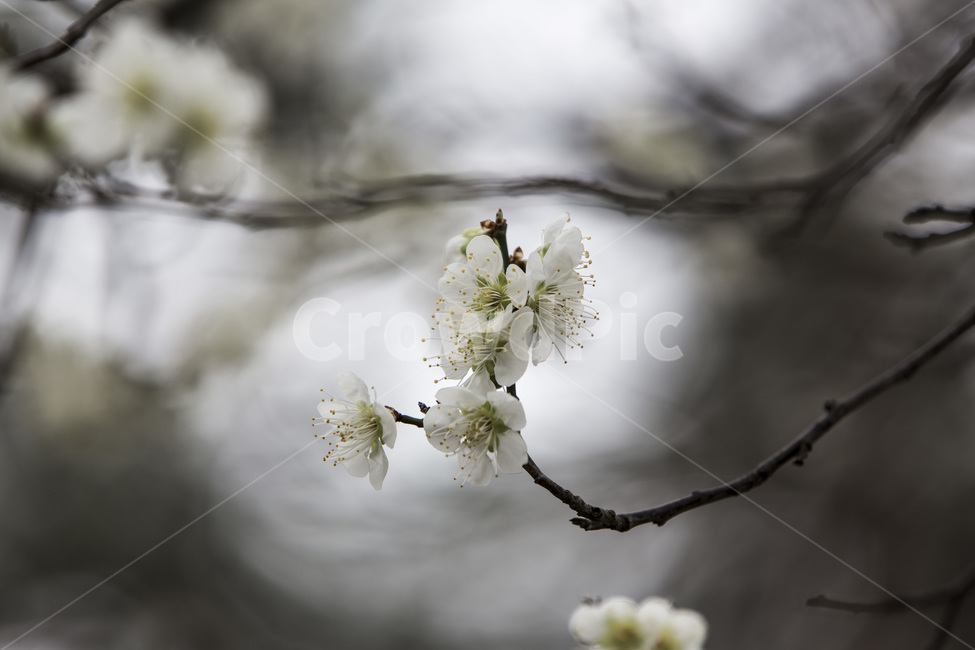 벚꽃,봄,문양,감성,빛,봄,계절,spring,season,식물,자연,plants,nature,꽃,flower,plant,blossom