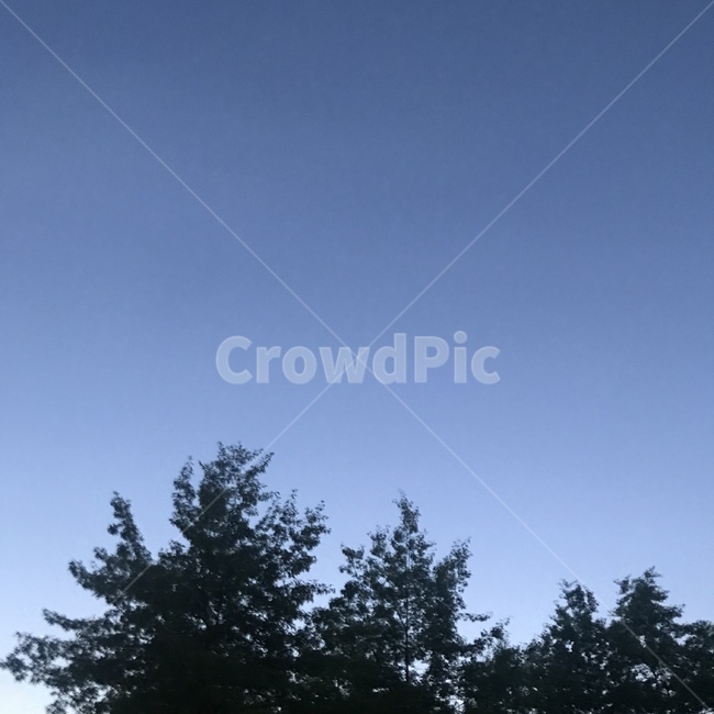 저녁,하늘,나무,sky,tree,evening,blue,green,자연,풍경,nature,landscape,plant,식물,fir,전나무