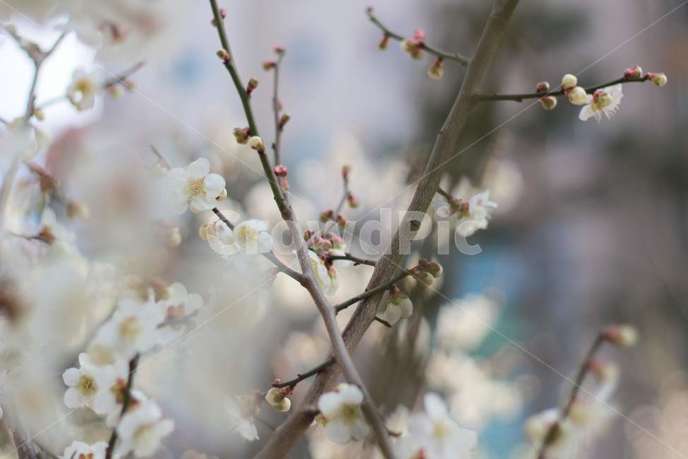 매화,매화꽃,봄꽃,봄,나무,spring,prunusmume,매실나무,매화나무,3월꽃,3월,초봄꽃,초봄,꽃샘추위,늦겨울,겨울,flower,blossom,식물,plant,벚꽃,cherryblossom,봄,계절,spring,season