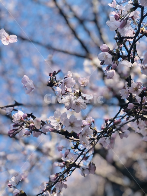 벚꽃,봄,소풍,공원,꽃,봄,계절,spring,season,plant,식물,flower,blossom