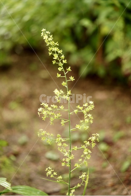 푸른,여로,식물,꽃,야생화,plants,flower,green,wild