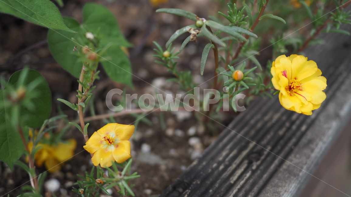 야생화,꽃,야생식물,wildflower,flower