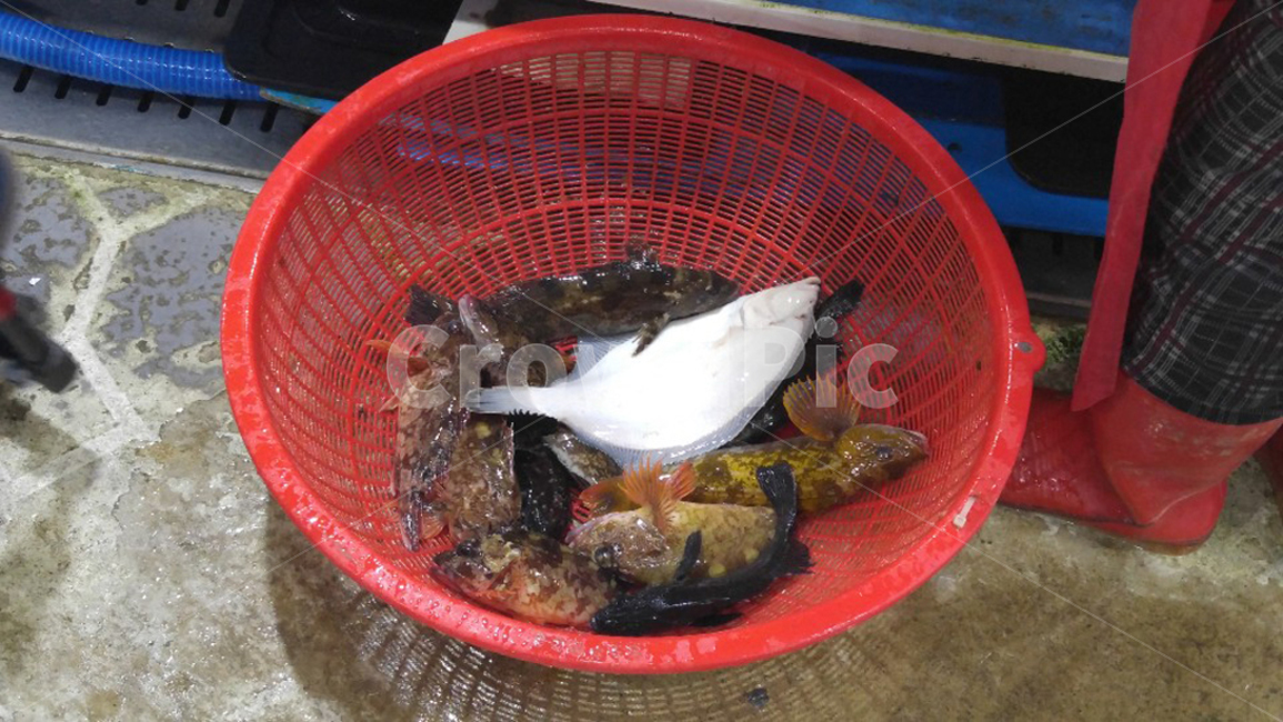 회,물고기,횟감,횟집,생선,rawfish,fish,sushi