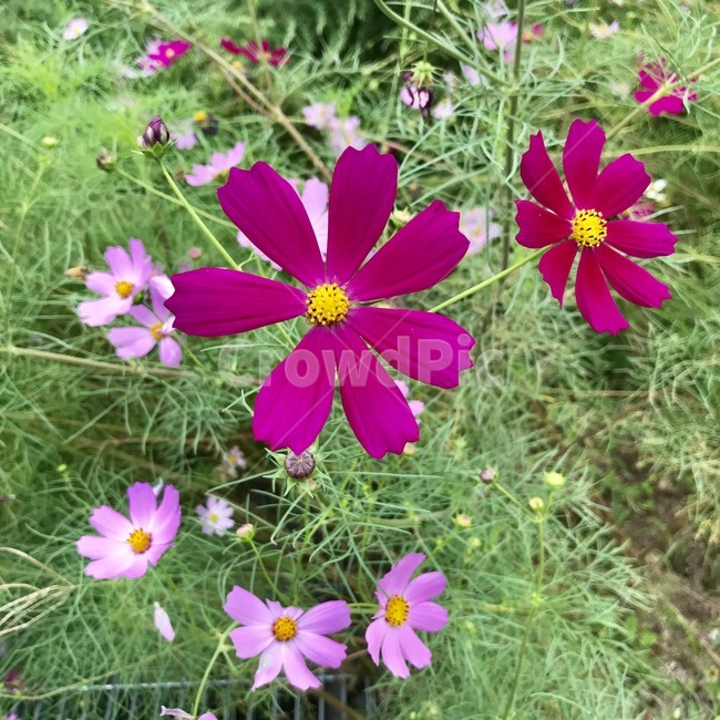 꽃,분홍색,자연,초록색,봄,flower,식물,자연,plants,nature,꽃,flower