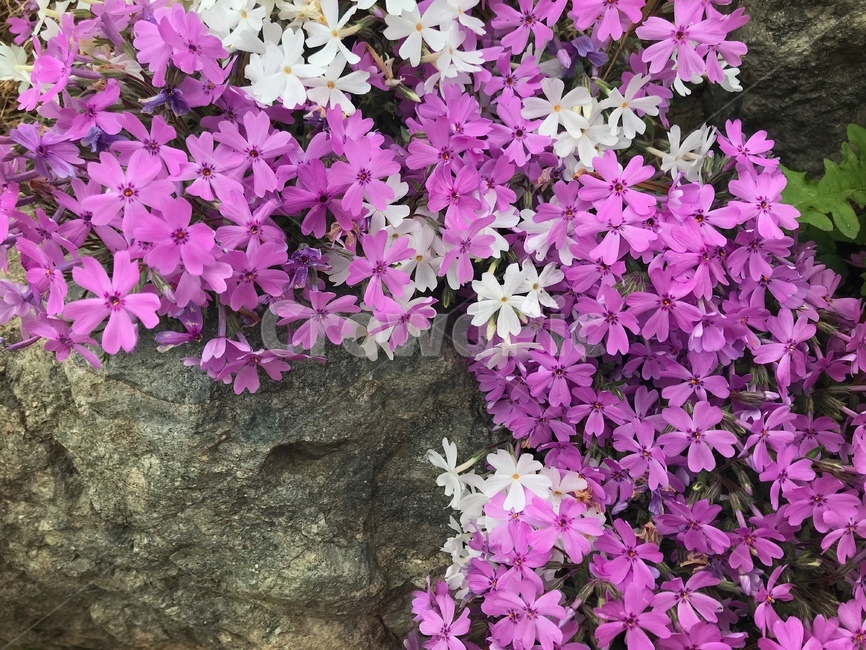 꽃,흰색,보라색,분홍색,꽃잔디,flower,봄,식물,자연,plants,nature,꽃,flower
