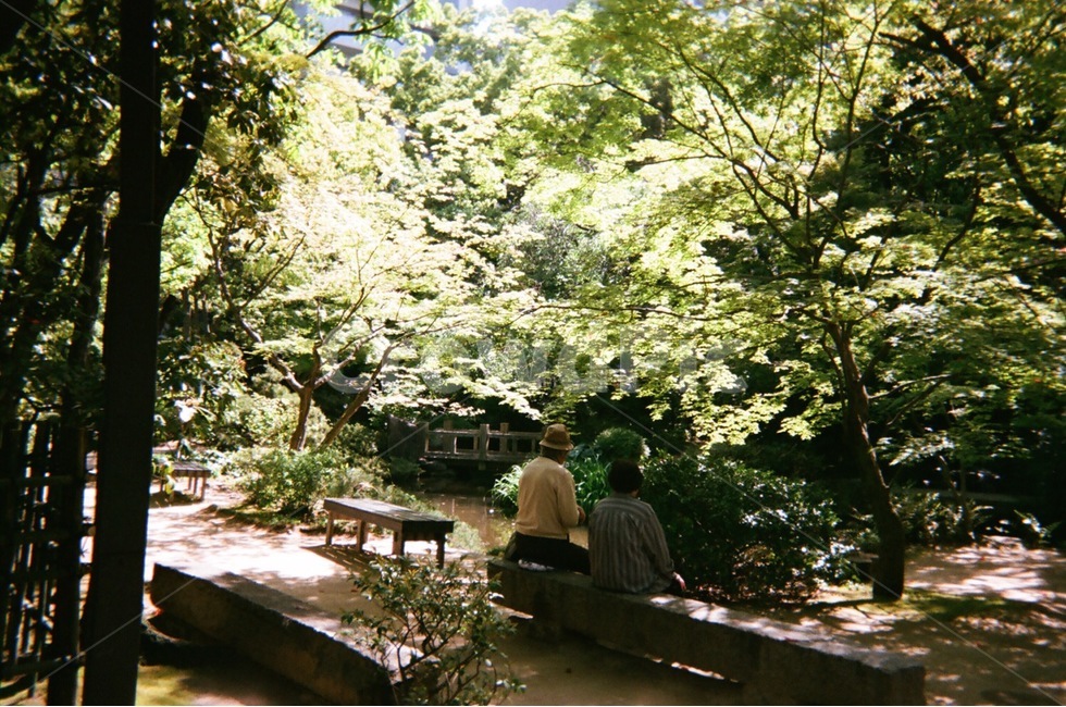 자연,노년부부,할머니,할아버지,필름카메라,나무,공원,자연,풍경,nature,landscape,사람,인물,인간,human,person,노인,어르신,old man, senior citizen,outdoors,옥외
