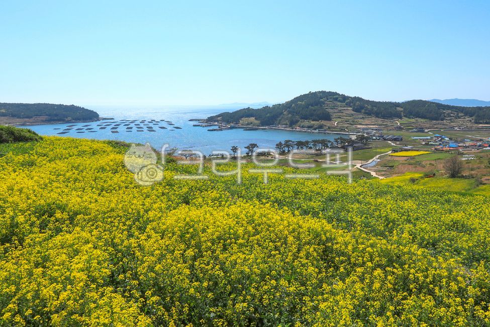 봄,청산도,서편제길,유채꽃,슬로시티,유채밭,청산도슬로시티,봄꽃,바다,계절,옥외,식물,자연,풍경,nature,농촌,주택