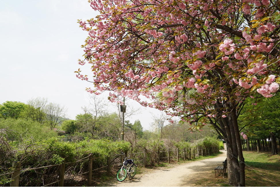 공원,나무,겹벚꽃,꽃,산책,봄,계절,spring,season,자연,풍경,nature,landscape,식물,plants,나무,trees,wood,plant