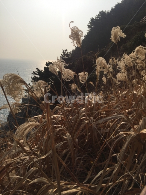 갈대,바다,하늘,나무,산,소나무,햇빛,겨울,여행,부산여행,암석,힐링,부산,태종대,식물,자연,plants,nature
