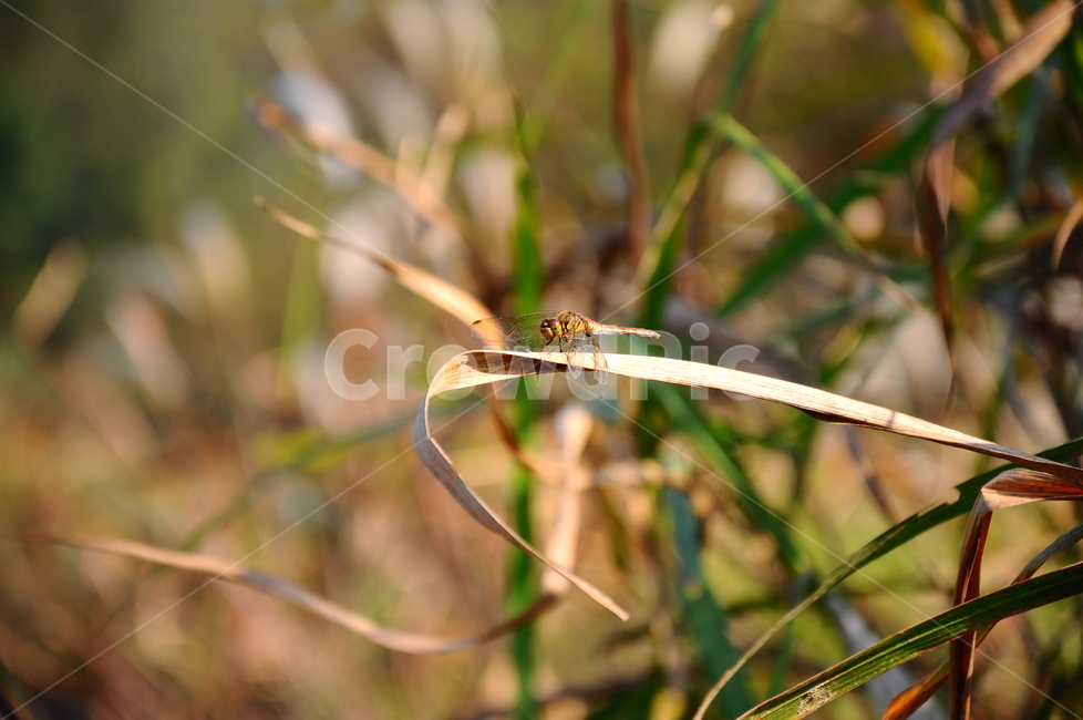 잠자리,가을,노란,우포늪,접사,동물,animal,곤충,벌레,insect,bug