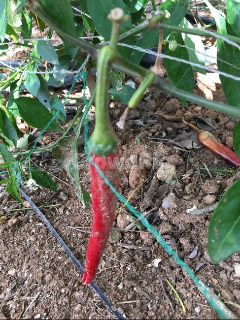 plant,식물,고추,고추밭,홍고추,땅,농사,흙,농업,농사,agriculture,farming,farming industry