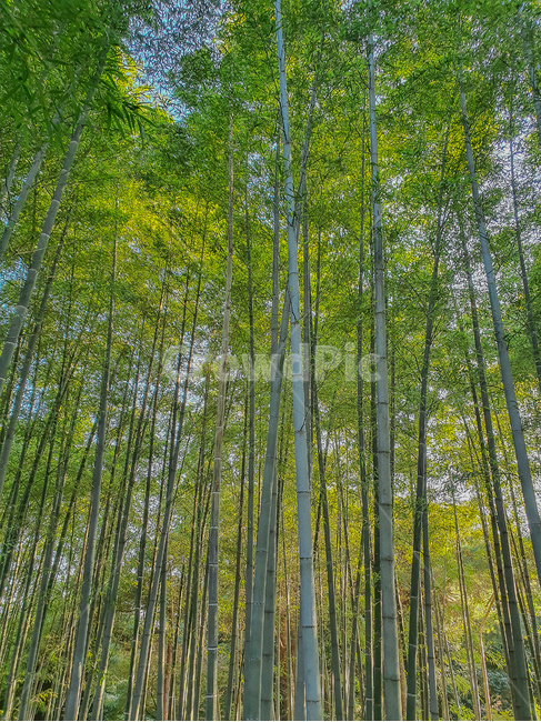 대나무,대나무숲,자연,풍경,여름,날씨,wallpaper,bamboo,plant,식물,나무,수목원