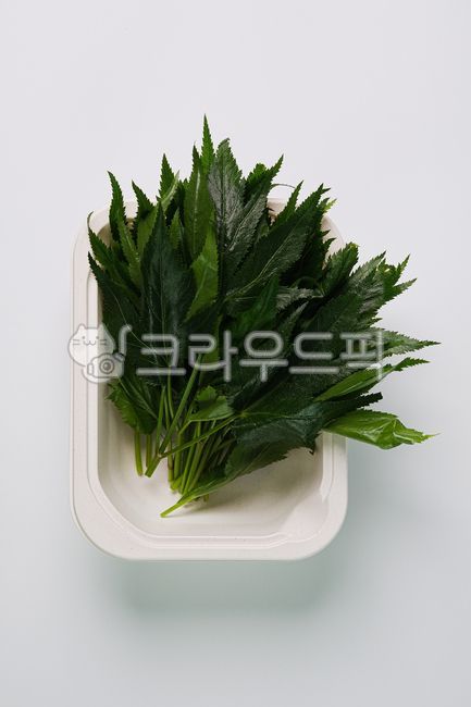 식재료,신선식품,채소,채소류,야채,봄나물,쌈,쌈채소,산나물,약재,약재류,당귀,음식,식재료,요리,food,cook,meal,dishes,food reserves,채소,야채,vegetables