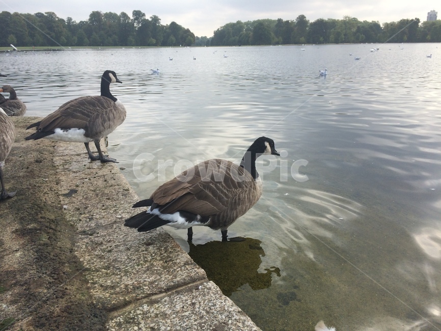 animal,동물,bird,새,오리,연못,공원,런던,goose,거위,동물,animal,조류,새,birds