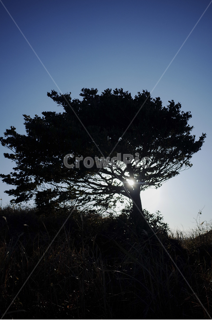 outdoors,옥외,landscape,경치,nature,자연,scenery,풍경,hill,언덕,plant,식물,tree,나무,실루엣,silhouette