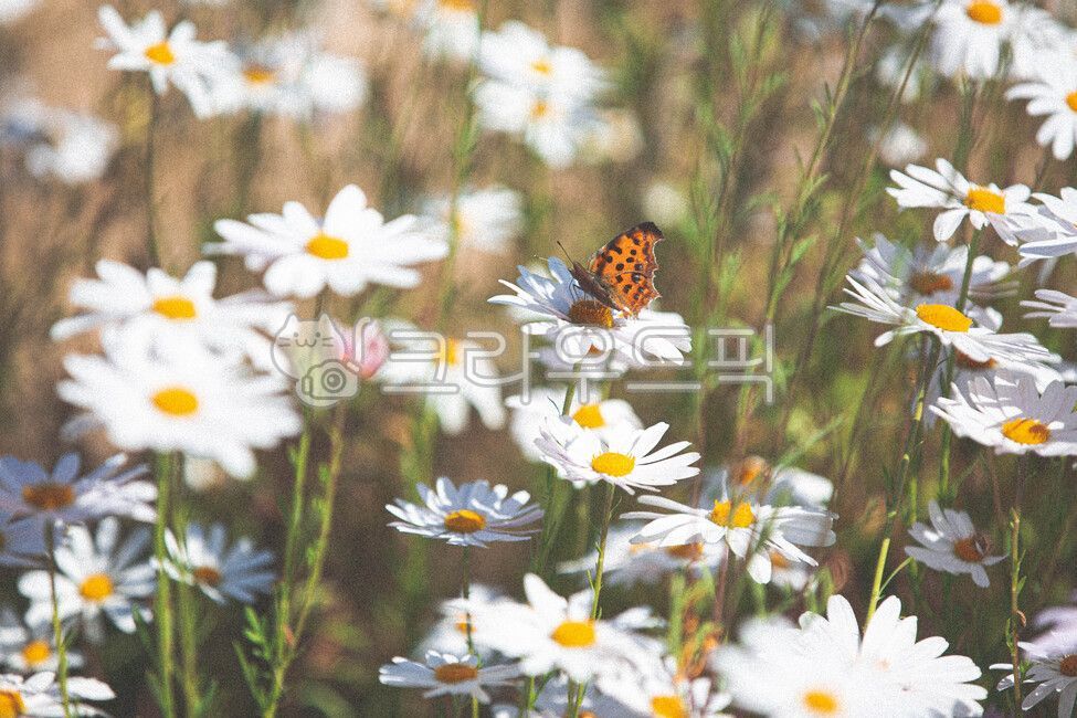 daisies,background,plant,wild flowers,swallowtail butterfly,Emotion,daisy,flower