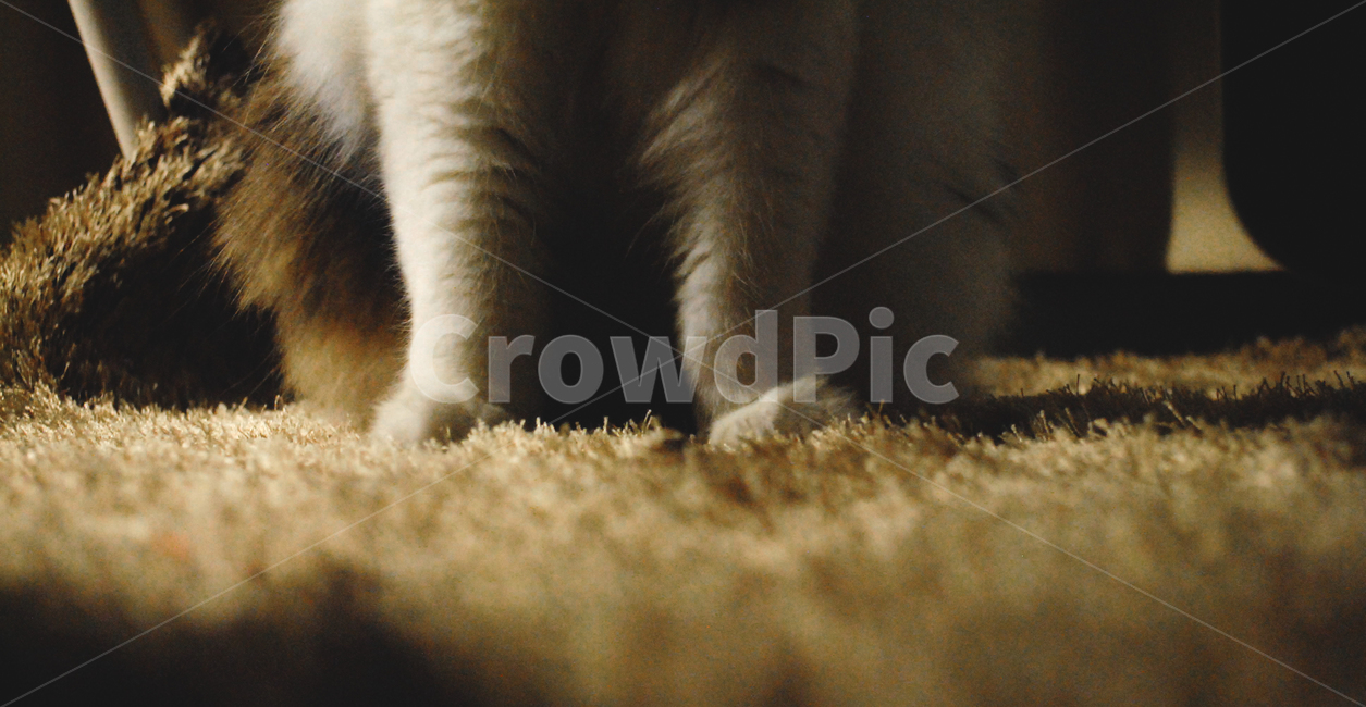 atmosphere,cats paw,Scottish Fold,cute,kitty,miss,kitten,mammal,cat,Emotion,pet,lonesome,brown,animal feet,Pets,White,Beloved,vintage,background,carpet,cuteness,animal,mammalia