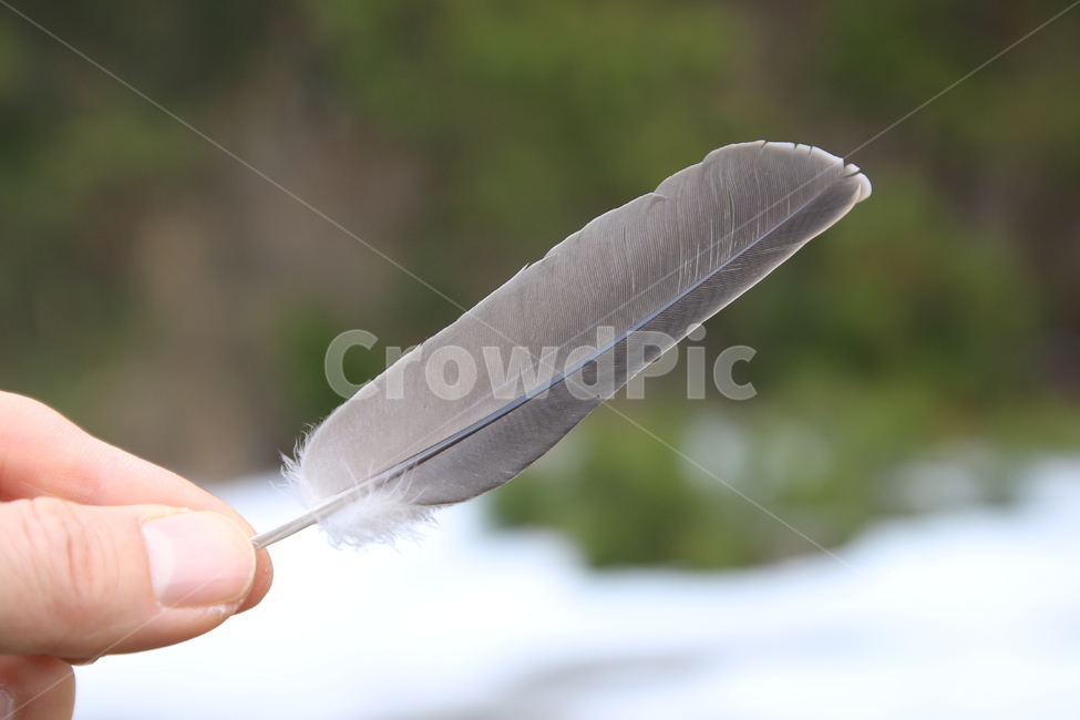 깃털,새털,풍경,자연,깃