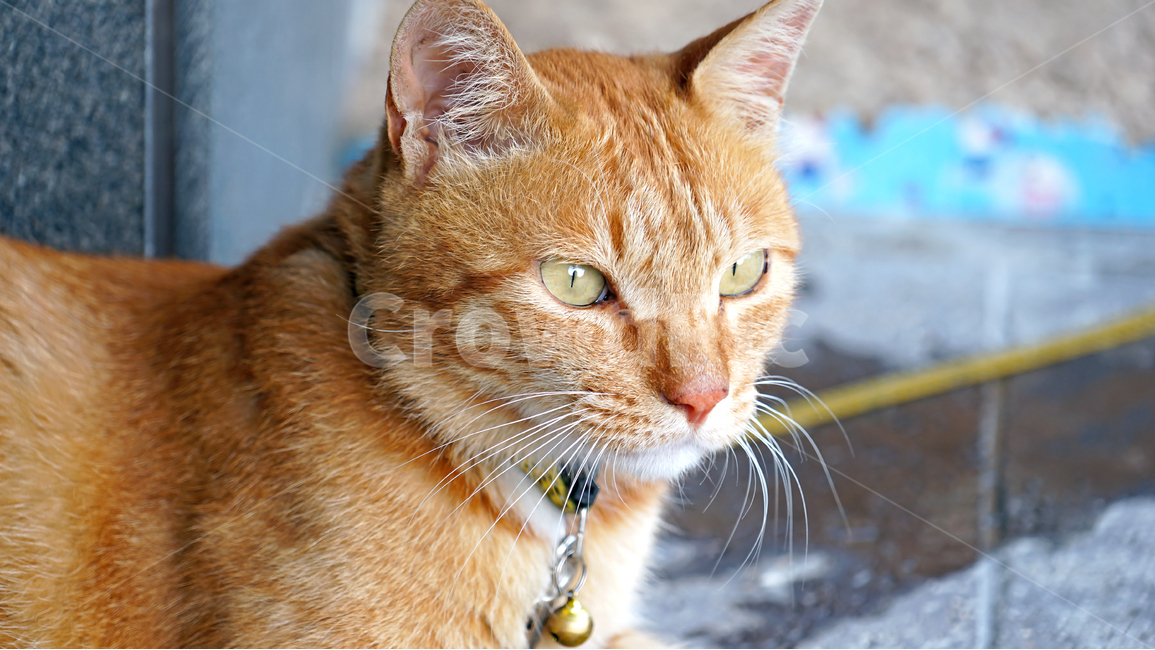 animal,cat,puppy,cute,brown,closeup,face,pet,고양이,갈색,클로즈업,동물,animal,포유류,mammal,고양이,cat,kitten,kitty