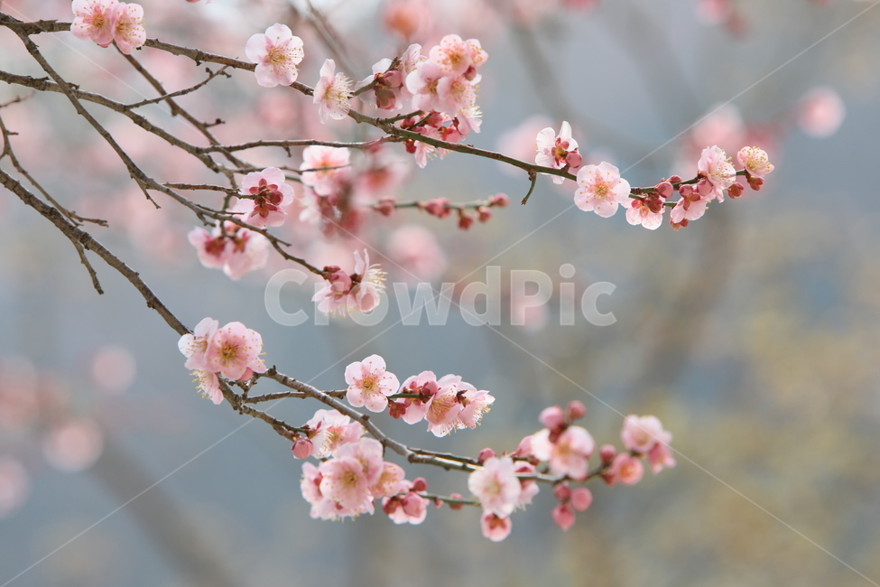 plant,식물,blossom,꽃,flower,매화,봄,봄,계절,spring,season