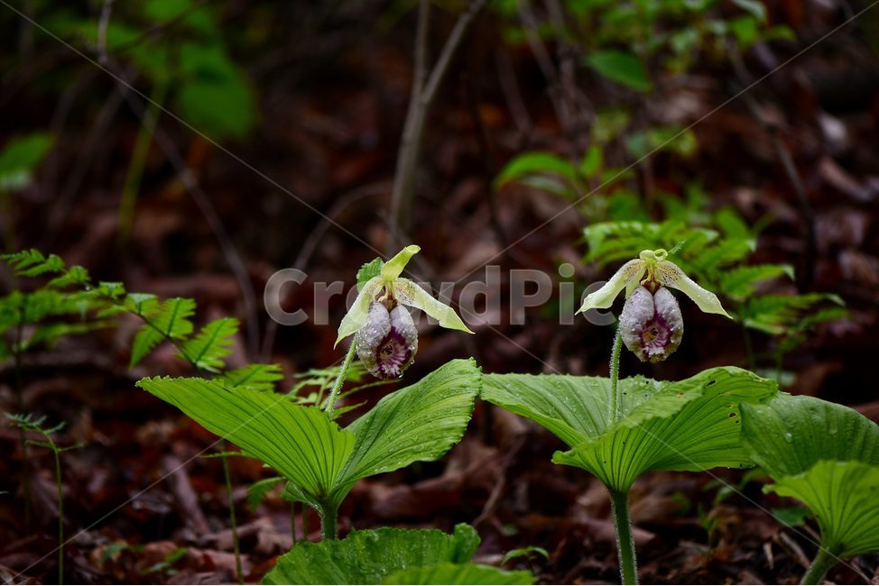 광릉요강꽃,멸종위기,난초과,복주머니란속,야생화,1급,희귀,봄,꽃,plant,wild,flower,자연,생태,식생,풀꽃,식물,식물,자연,plants,nature,꽃,flower