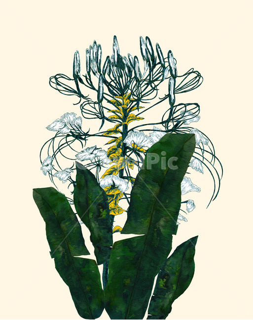 plant,cactus,선인장,식물,art,drawing,포스터,액자,그래픽,일러스트레이션,graphic,illustration