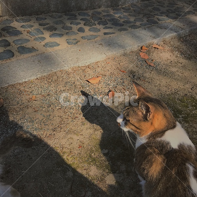 고양이,길고양이,길냥이,동물,고양이마을,색감,동물,animal,포유류,mammal,고양이,cat,kitten,kitty