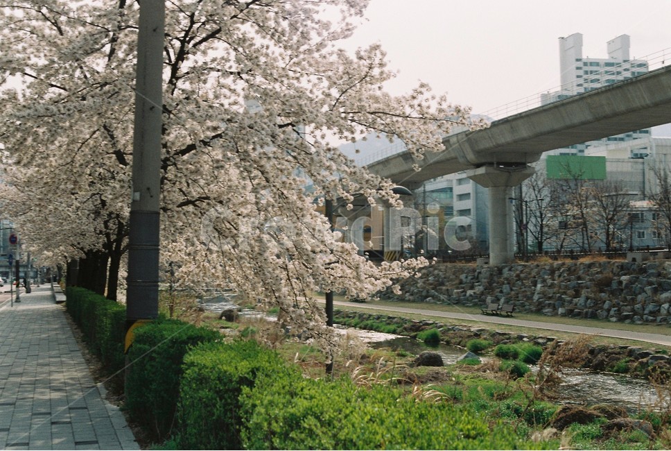 벚꽃,벚꽃길,봄꽃,봄길,꽃길,가로수,개천,개천길,산책길,조깅,운동길,운동
