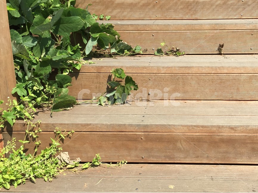 계단,나무계단,풀,배경,잡초,식물,자연,plants,nature
