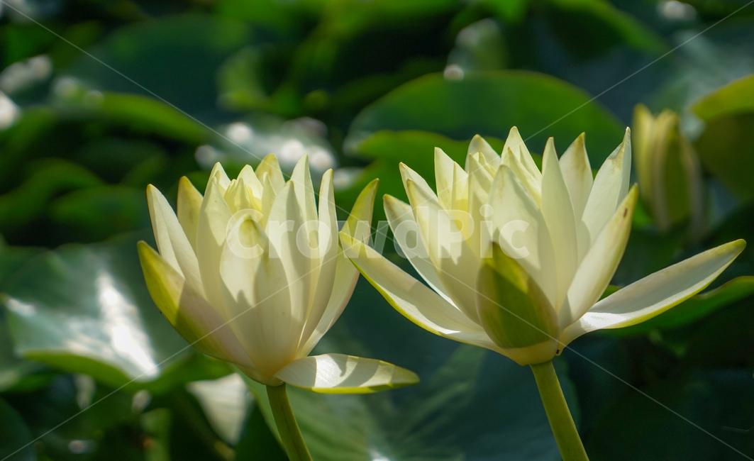 연,연꽃,연밭,꽃,수생,식물,식물,자연,plants,nature,꽃,flower