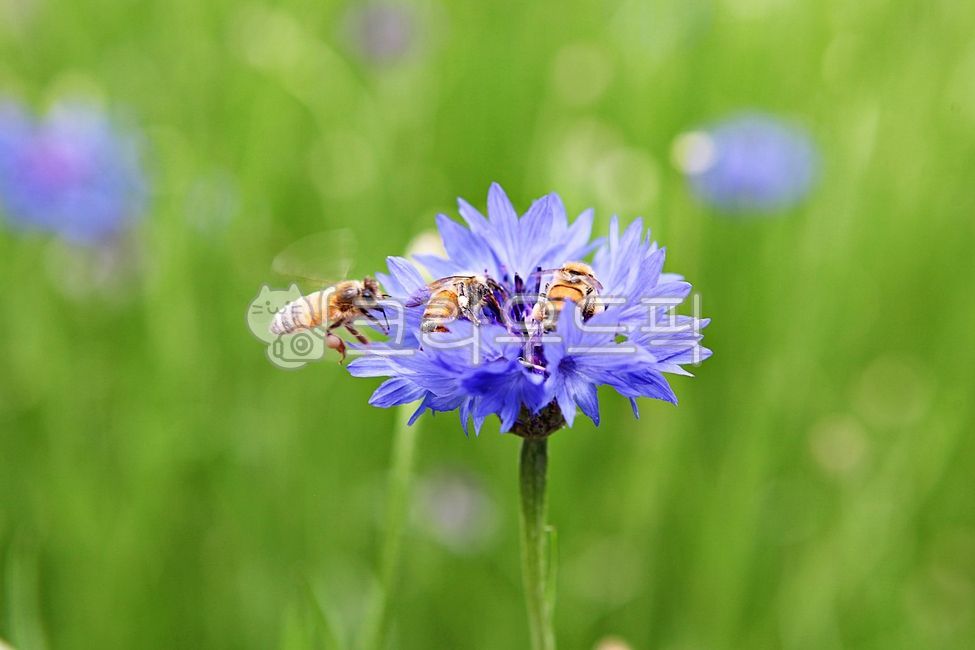국화,국화꽃,벌,곤충,봄꽃,동물,자연,식물,봄
