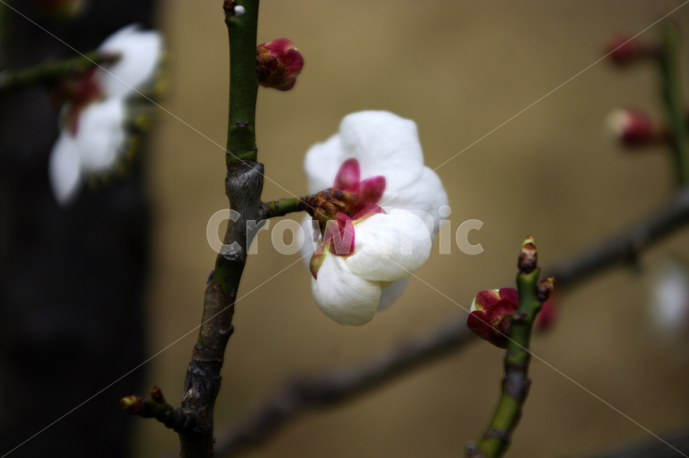 꽃,flower,매화,봄,spring,계절,식물,plant,식물,자연,plants,nature,꽃,flower