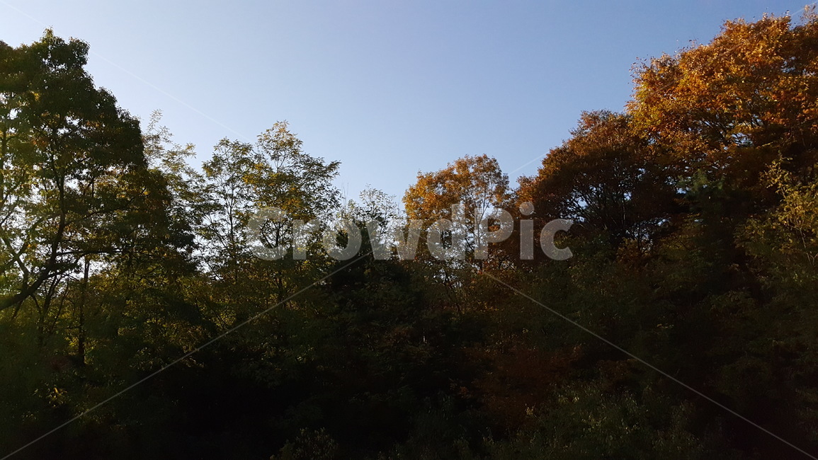 가을숲,풍경,하늘,단풍,계절,나무,tree,가을,계절,fall,autumn,season,자연,풍경,nature,landscape,plant,식물