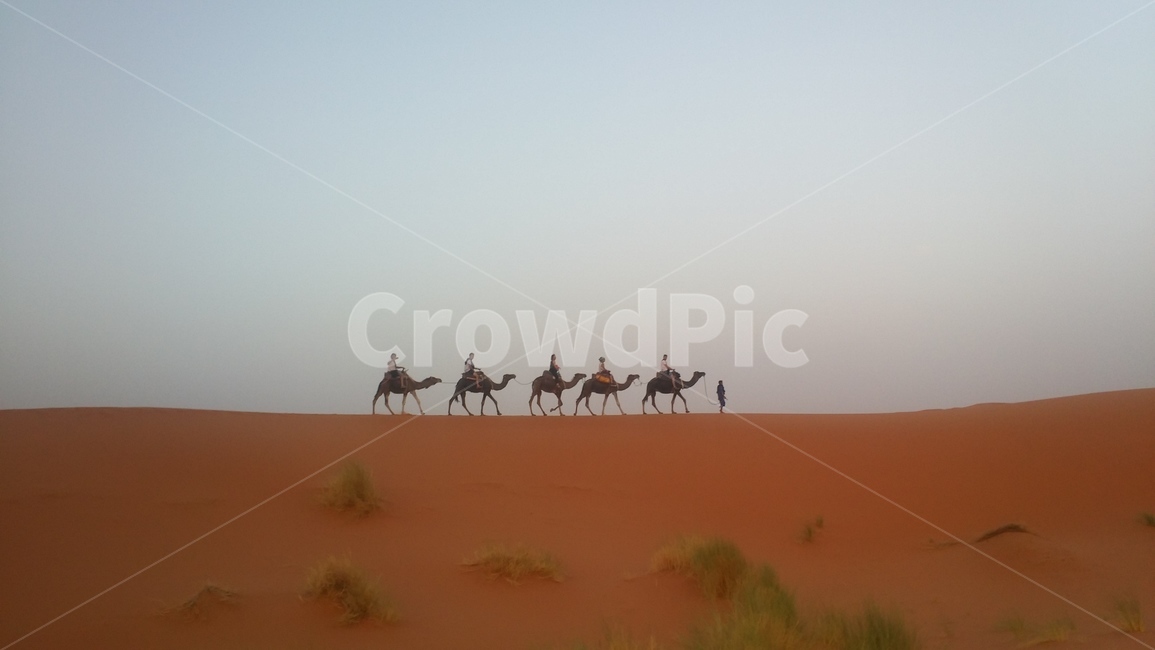 사막,모로코,낙타,아프리카,자연,자연환경,nature,흙,soil,옥외,animal,동물,mammal,포유류,사하라사막,동물,animal,포유류,mammal