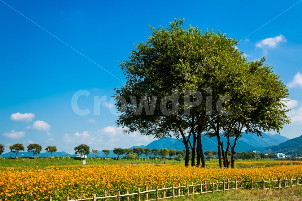 장성,황룡강,노란꽃,골드메리,코스모스,나무,하늘,풍경,자연,자연,풍경,nature,landscape,한국자연풍경,한국자연경관,korea nature landscape,식물,plants,나무,trees,wood,field,들