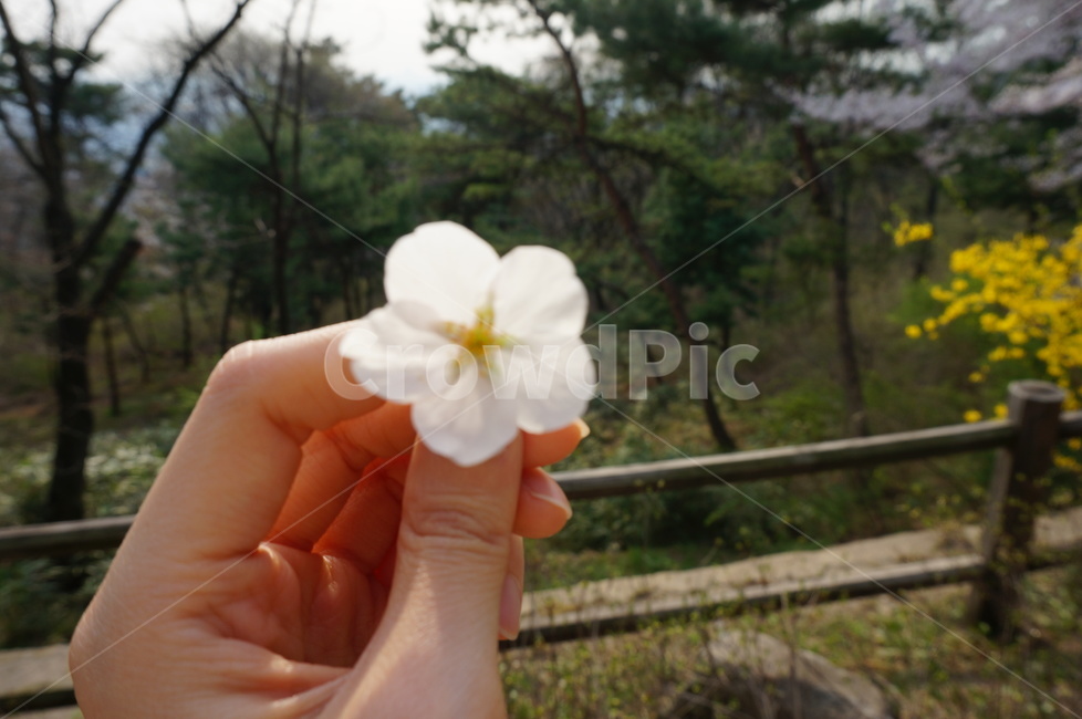 벚꽃,봄,식물,자연,flower