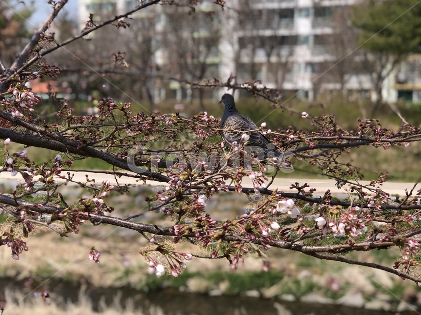 비둘기,새,벚꽃,봄,나무,자연,분홍색,핑크,동물,animal,조류,새,birds