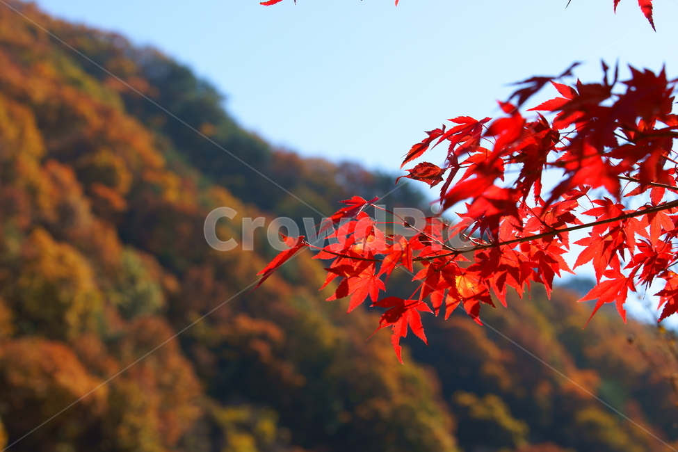 가을,산,단풍,나무,색