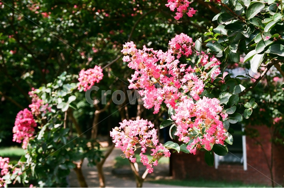 꽃,식물,자연,flower,nature,휴식,힐링,healing,relaxation,필름,계절,감성,season,여름,예쁜,분홍,식물,자연,plants,nature,꽃,flower