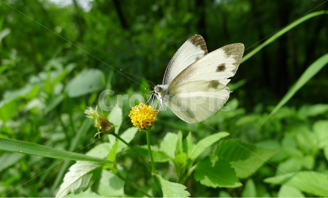 나비,꽃,자연,식물,곤충,식물,자연,plants,nature,꽃,flower,동물,animal,곤충,벌레,insect,bug