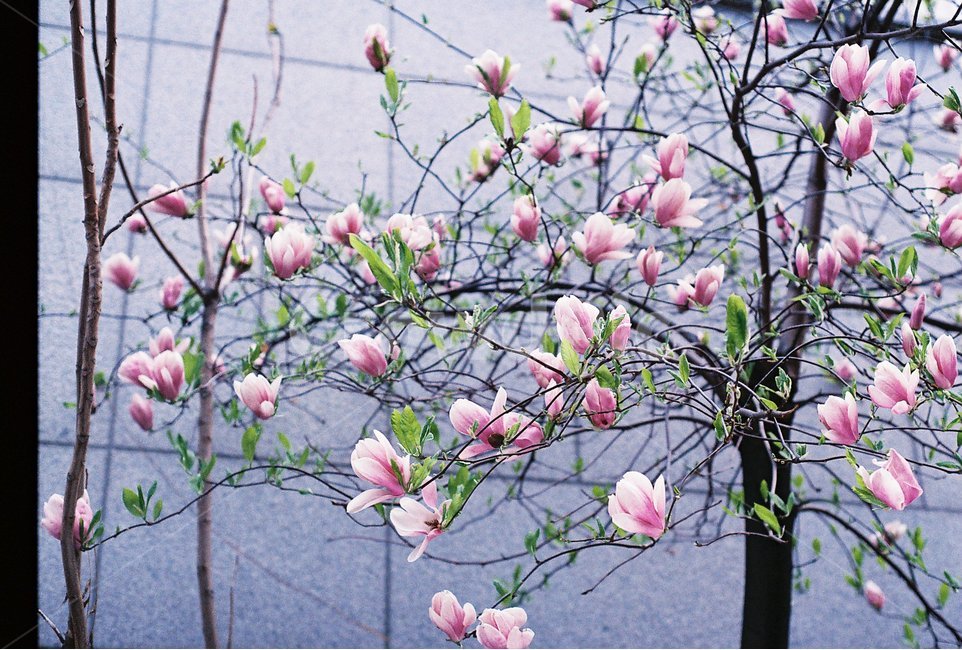 자목련,목련,봄꽃,봄,꽃사진,필름사진,감성사진,봄,계절,spring,season,식물,자연,plants,nature,꽃,flower,감성,sensible,feeling,plant,blossom