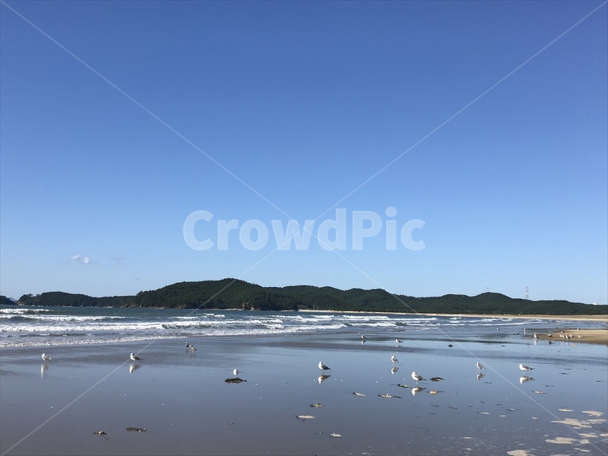바다,바닷가,갈매기,하늘,sea,seagull,자연,풍경,nature,landscape,해변,바다,beach,sea,동물,animal,조류,새,birds,outdoors,옥외,land,땅,water,물
