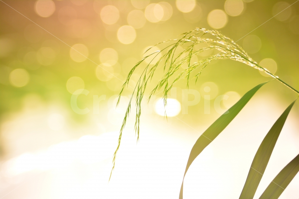 atmosphere,blade of grass,newsletter,catalog,lyricism,cyan,beautiful,publication,autumn mood,season,waterside,home shopping,feeling,flyer,closeup,plant,autumn,glow,color,September,book,booklet,color full,out of focus,content,October,peeling,fall,web,desig