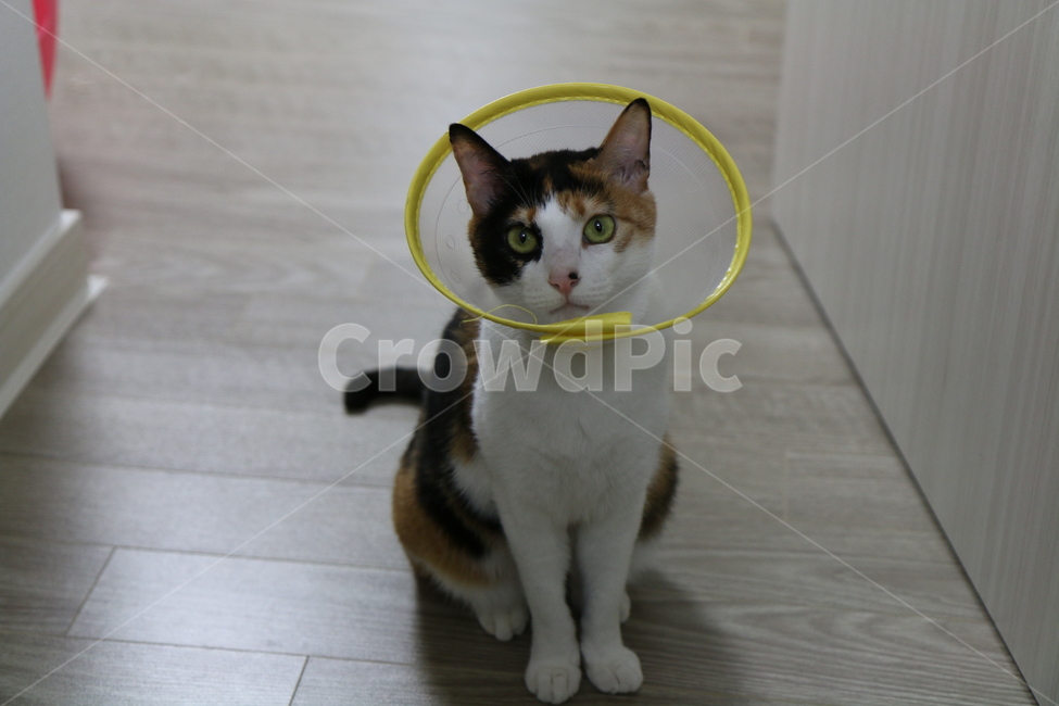 고양이,반려동물,애완동물,코리안숏헤어,코숏,턱시도고양이,삼색고양이,동물,야옹이,미묘,집사,고양이눈,냥이,유기묘,반려묘,cat,kitty,kitten,eyes