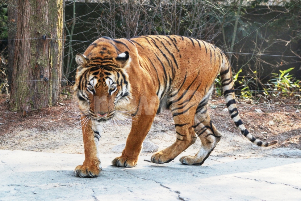호랑이,tiger,동물원,동물,야생,동물,animal,포유류,mammal