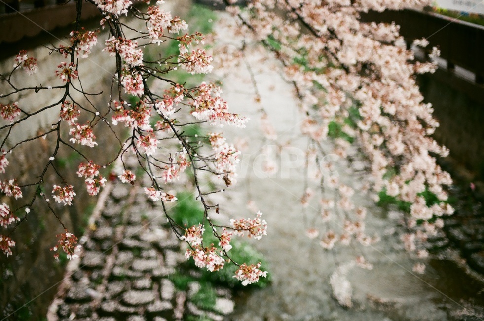 벚꽃,벚나무,cherryblossom,봄,4월,꽃,식물,자연,풍경,꽃잎,나무,sakura,spring,flower,봄,계절,spring,season,식물,자연,plants,nature,꽃,flower,감성,sensible,feeling,plant,blossom,cherry blossom