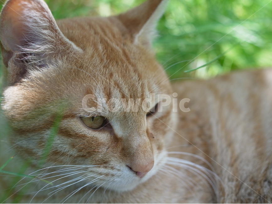고양이,길냥이,동물,스냅,길거리,냥이,cat,animal,photography,photo,줄무늬,태비,배경사진,코숏,코리안숏헤어,동물,animal,포유류,mammal,고양이,cat,kitten,kitty