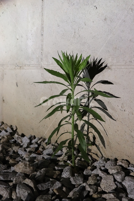 flower,dark,그림자,shadow,꽃,stone,콘크리트벽,노출콘크리트,plant,식물