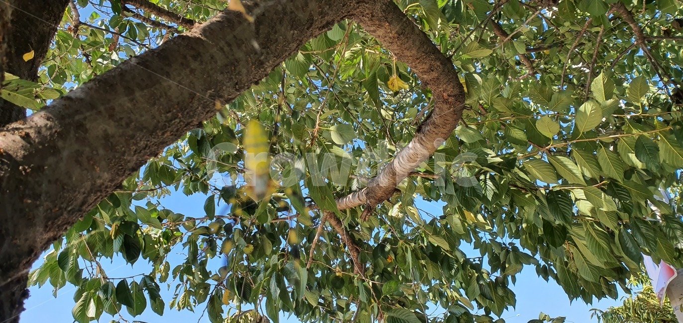 거미,거미줄,곤충,사냥,자연,생물,plant,식물,tree,나무,treetrunk,나무줄기